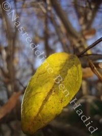 photo 52
