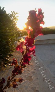 photo 53