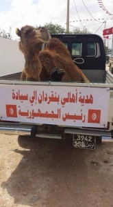 ناقة الباجي