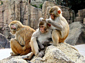 …les macaques de la République