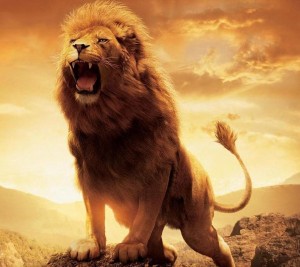lion-images-14
