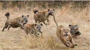 8-Une-lutte-entre-des-hyènes-et-des-lions-pour-un-repas
