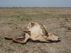 Cadavre de vache