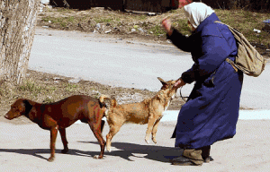 chien-coit-arrachage