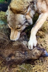 http://www.dreamstime.com/royalty-free-stock-photography-wolf-killing-wild-boar-forest-scenery-image48904277